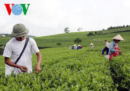Производство чая по стандартам VietGAP в провинции Туенкуанг - ảnh 2